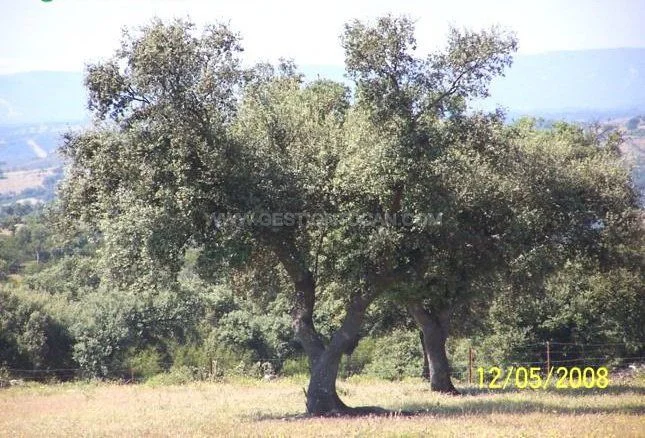 Finca de dehesa con casa de seis dormitorios