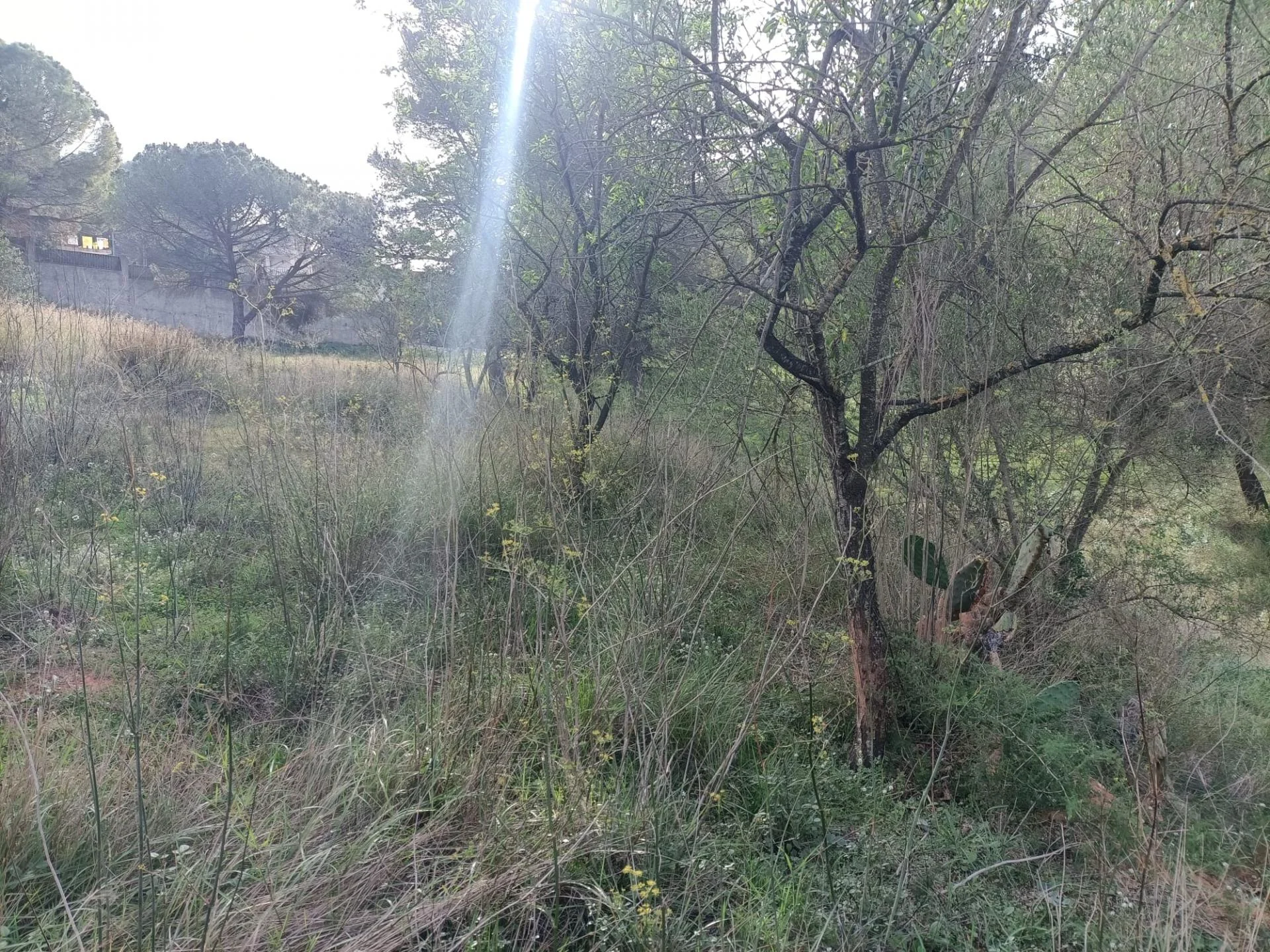 Terreno rústico en Castellbisbal, 17.530 m²