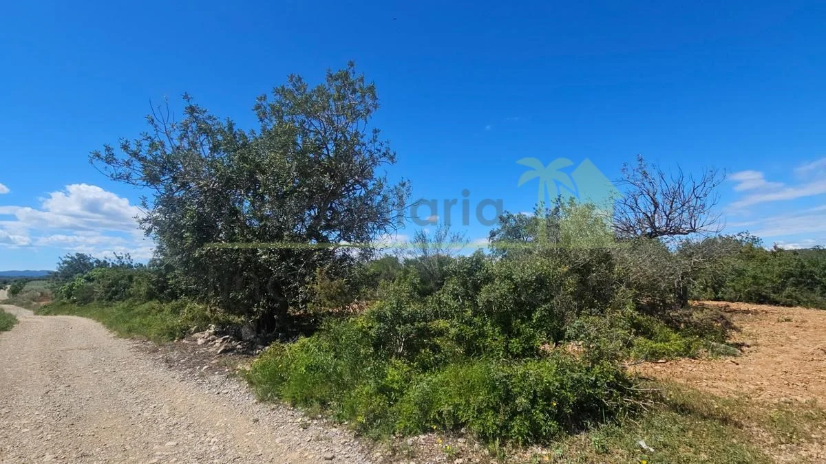 Terreno de olivos cerca de Càlig