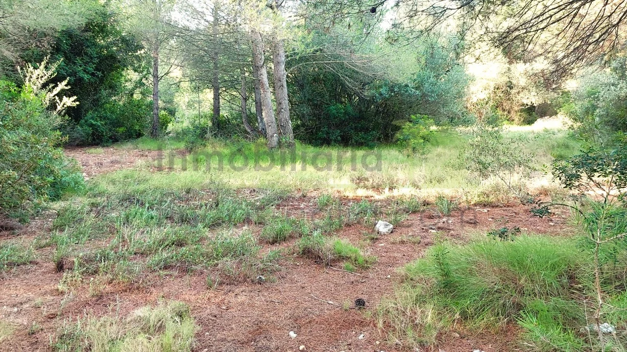 Parcela rústica en Vinaròs con olivos