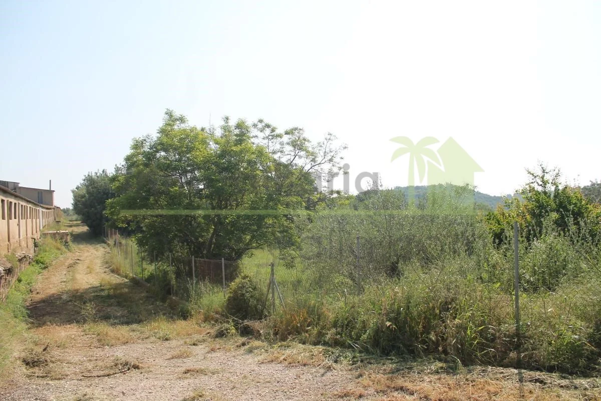 Gran finca de olivos con naves agrícolas