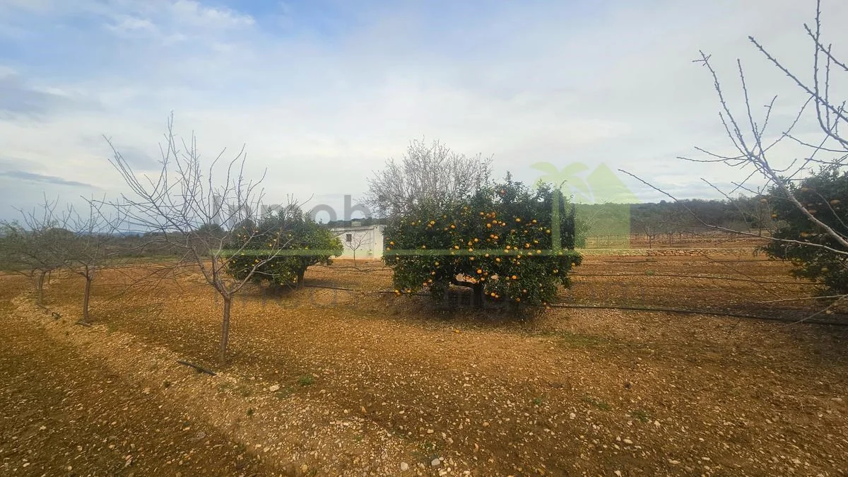 Finca rústica en Ulldecona con regadío