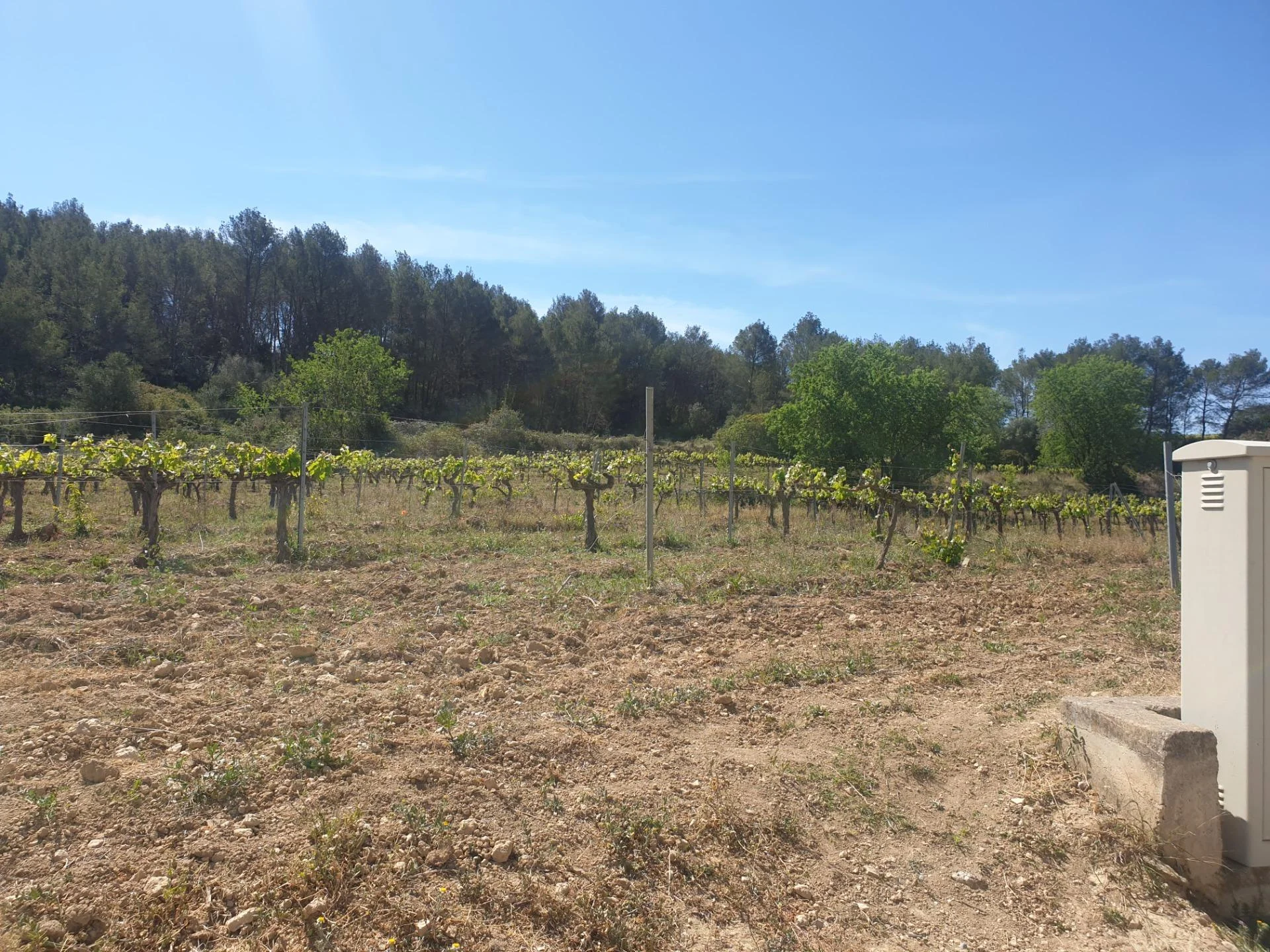 Finca rústica con viñedos en Avinyonet
