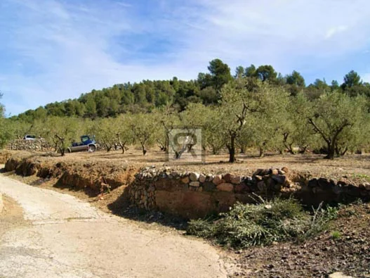 Maintained olive farm near Duesaigües