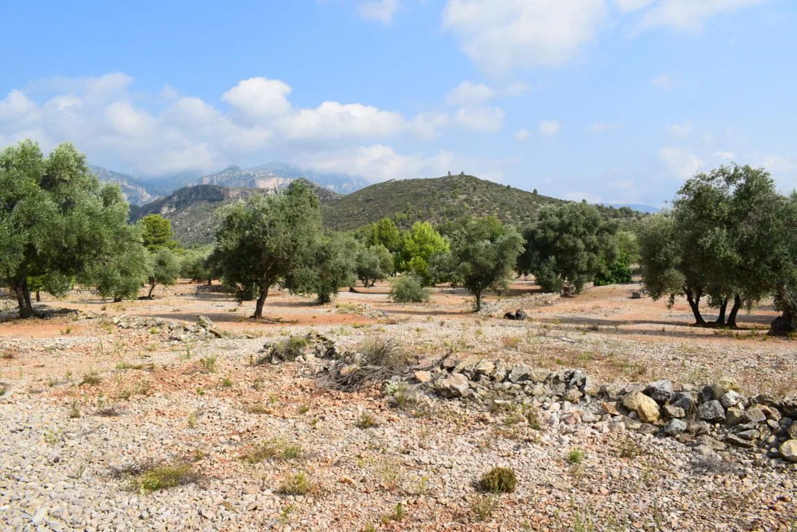 Rural olive plot, 55 m² caseta