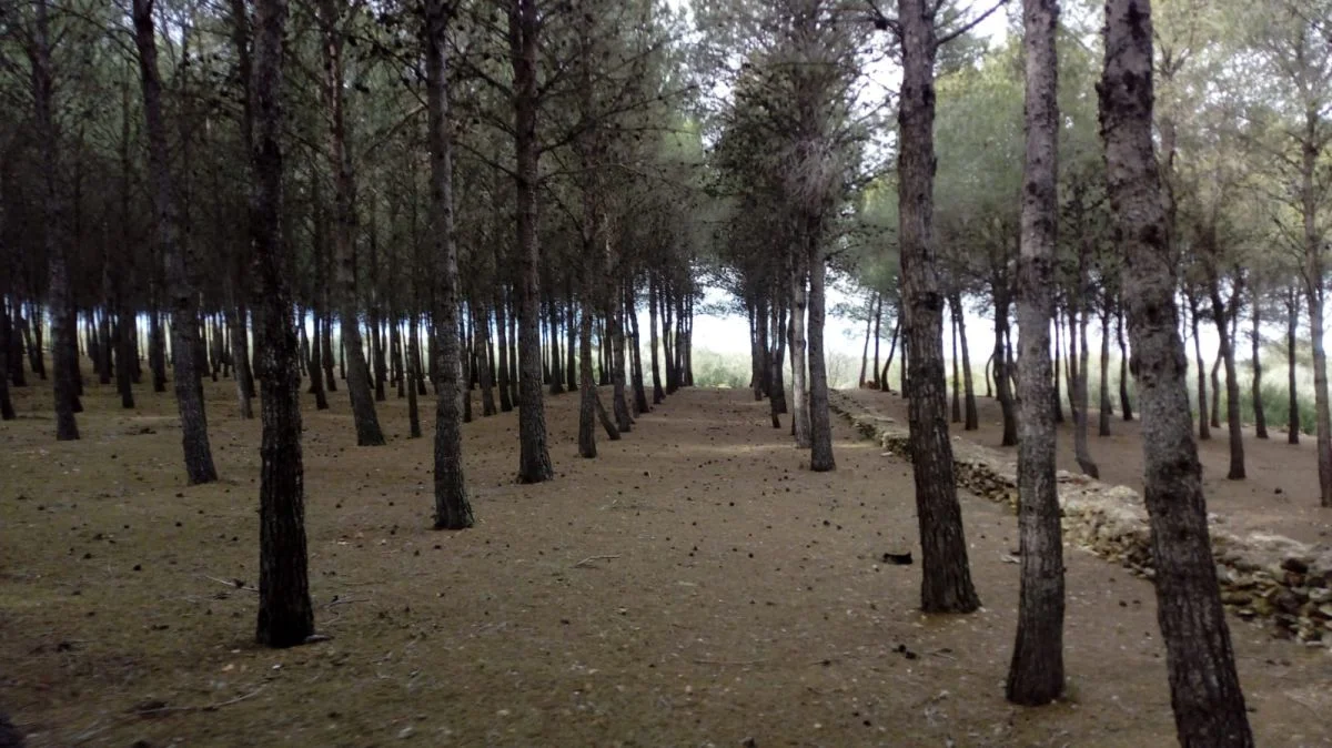Finca rústica con pinar de 15.997 m²
