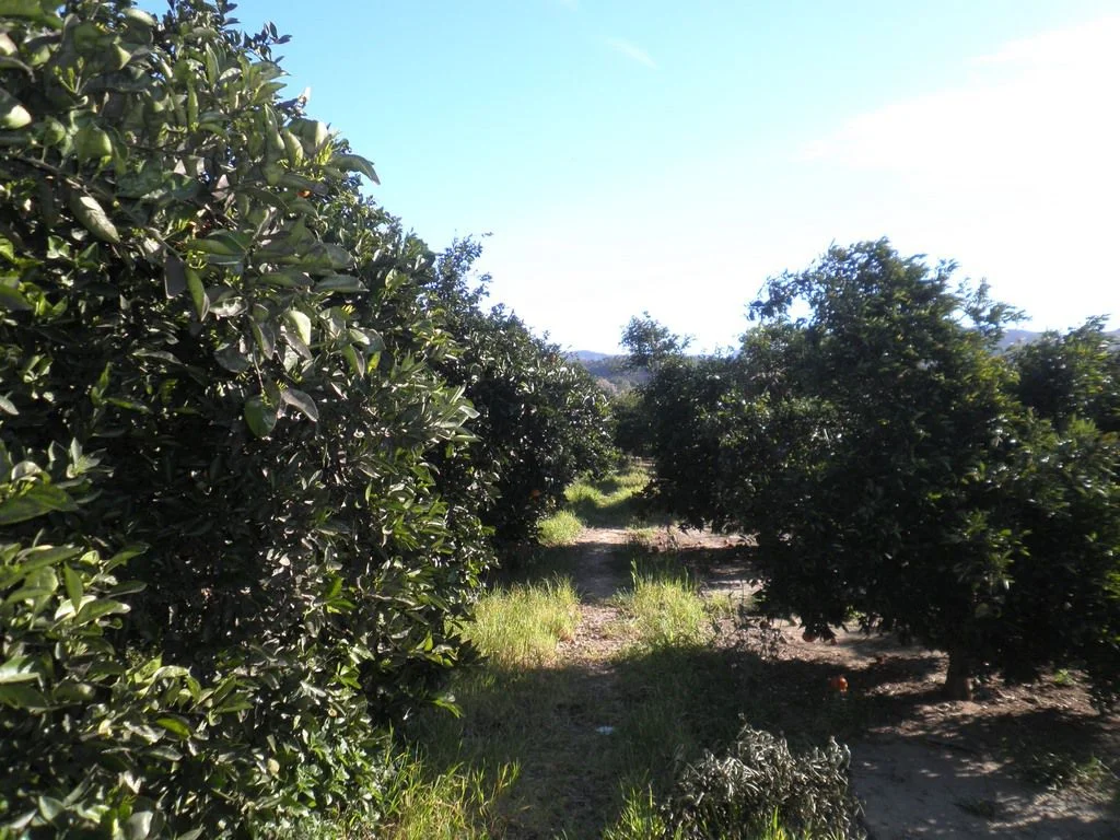 Cultivated citrus plot near Tortosa