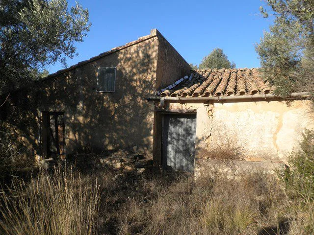 Large olive grove near Tortosa