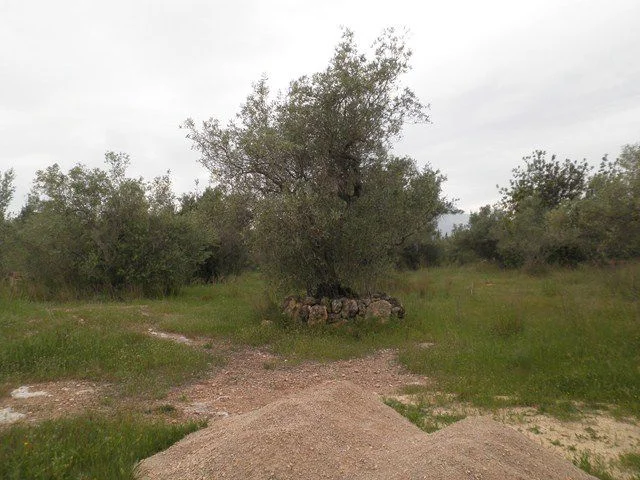 Developable land near Els Reguers