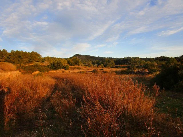 Finca rústica cultivable con caseta