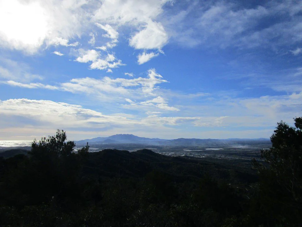 Rural olive plot near Tortosa, 19,625 m²