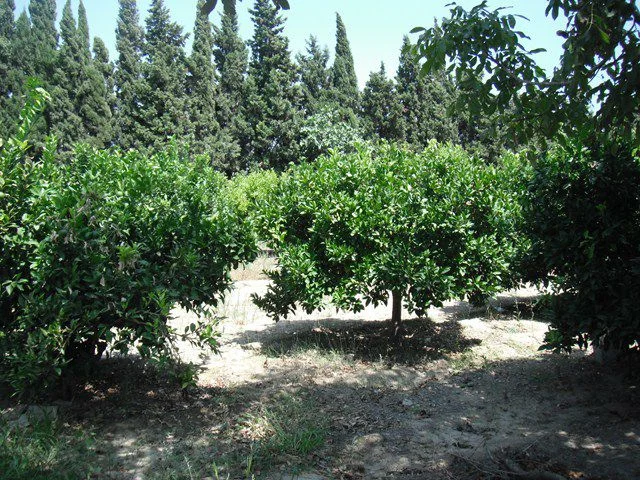 Rural plot in Vinallop, 4,000 m²