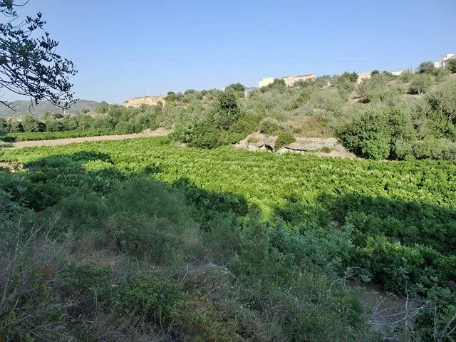 Finca rústica citrícola con lago natural