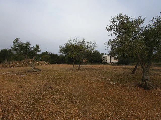 Rural plot in Xerta with olives