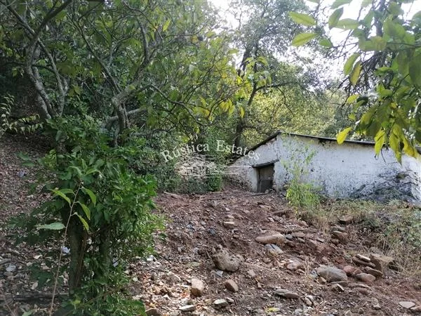 Parcela rural junto al río con naranjos