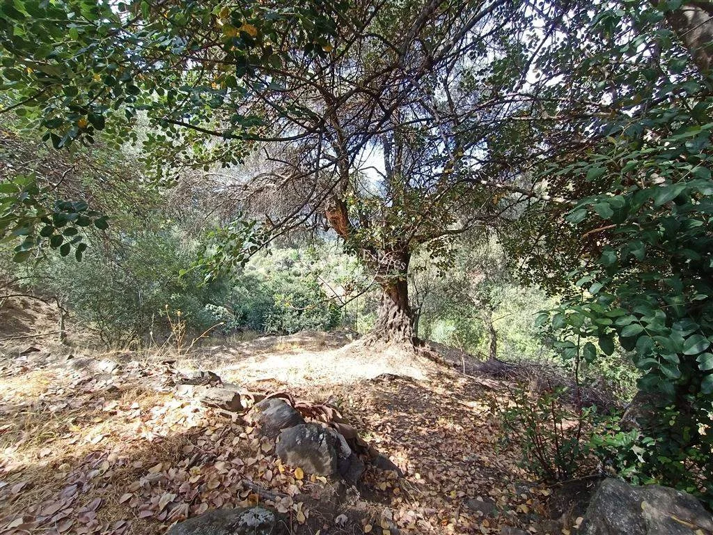Finca de alcornoques de 14 hectáreas en Benarrabá