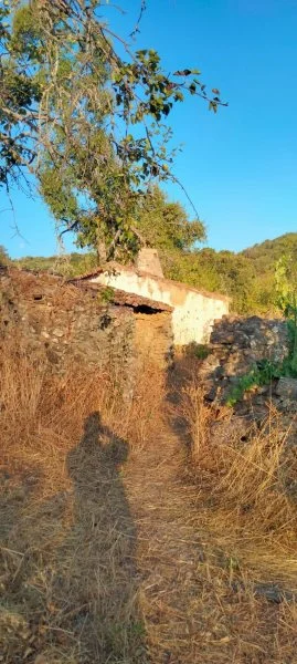 Rural plot with chestnut grove