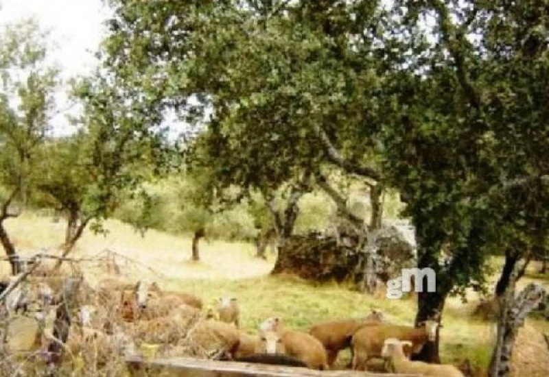 Fenced olive grove near Cabeza la Vaca