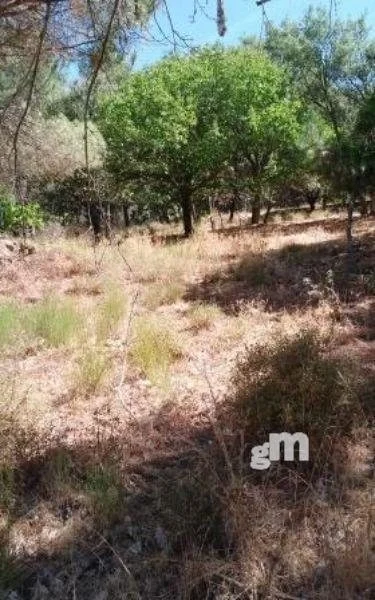 Fenced olive plot, 70 trees