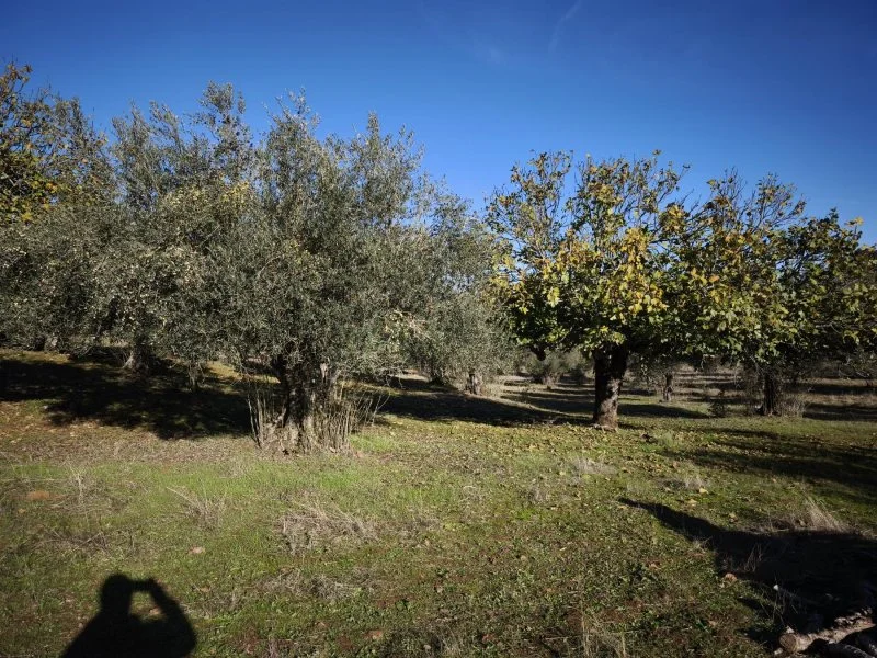 Rural olive finca near Segura views