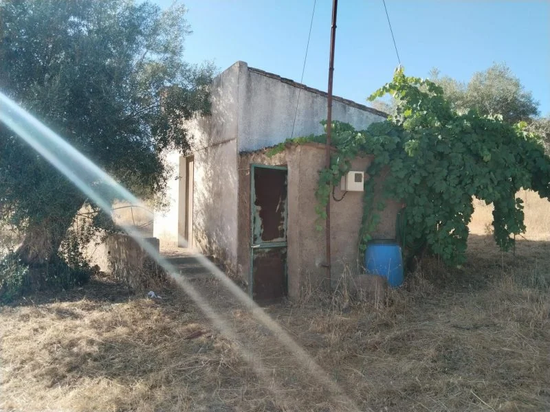 Rustic olive finca with 17,788 m²