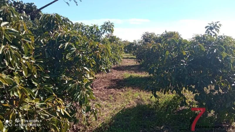 Finca urbana de aguacates edificable