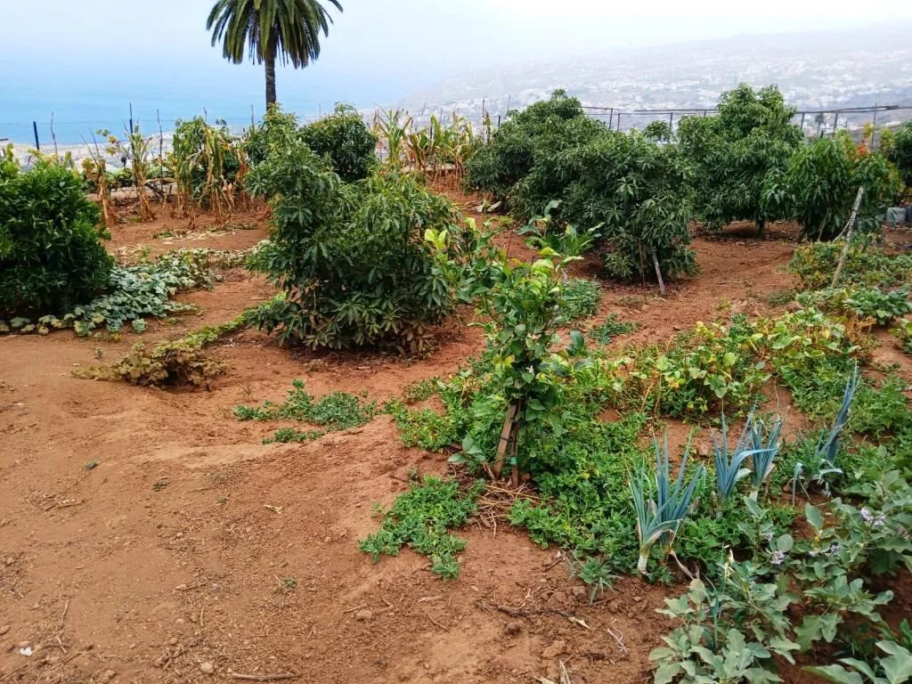 Productive rustic plot with orchard